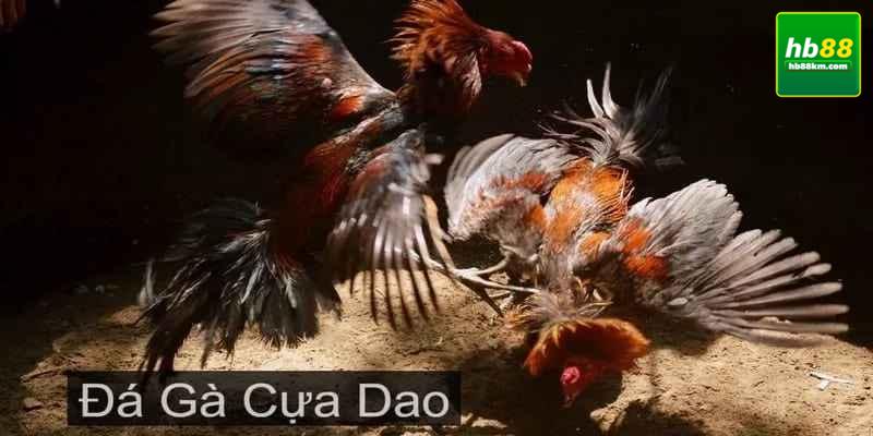 Sơ lược về bộ môn đá gà cựa dao