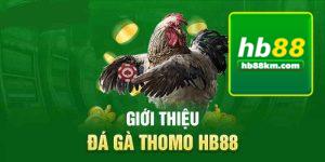 Đá Gà Trực Tiếp Thomo HB88 Là Gì?