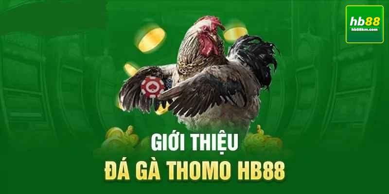 Đá Gà Trực Tiếp Thomo HB88 Là Gì?